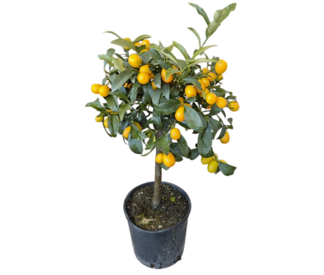 KUMQUAT 1/2TIGE