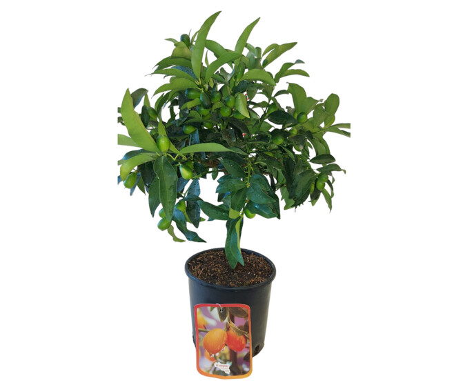 KUMQUAT 1/2TIGE