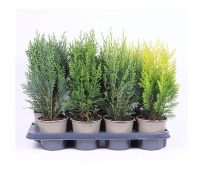 CONIFERES VARIES