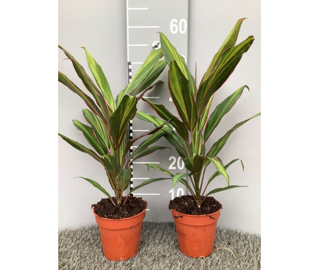 CORDYLINE KIWI