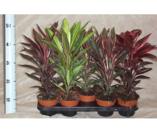 CORDYLINE VARIEES