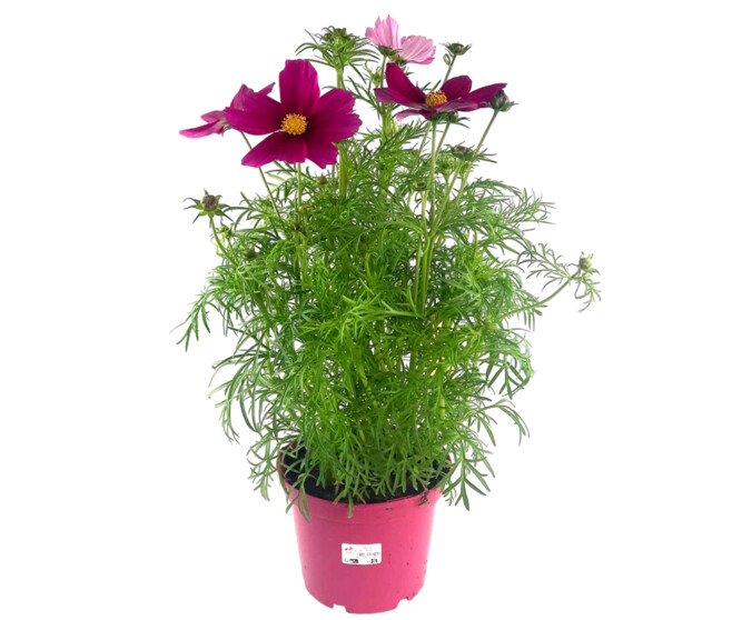COSMOS
