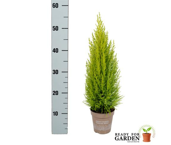 CUPRESSUS GOLD