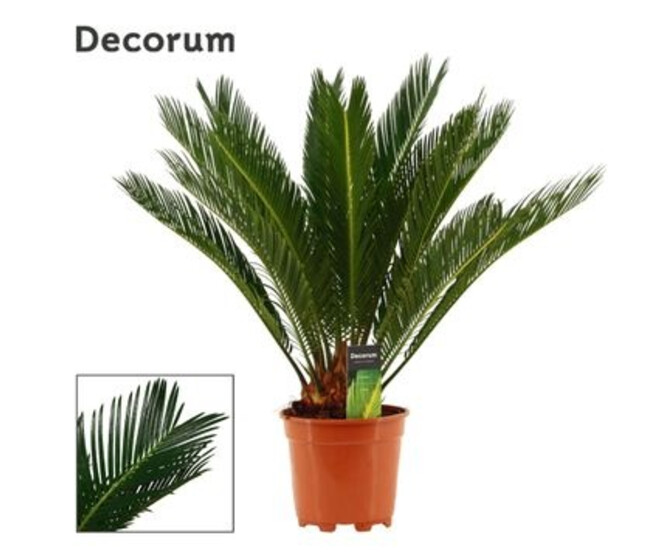 CYCAS REVOLUTA
