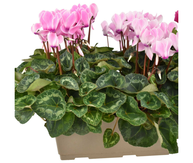 CYCLAMEN JARD