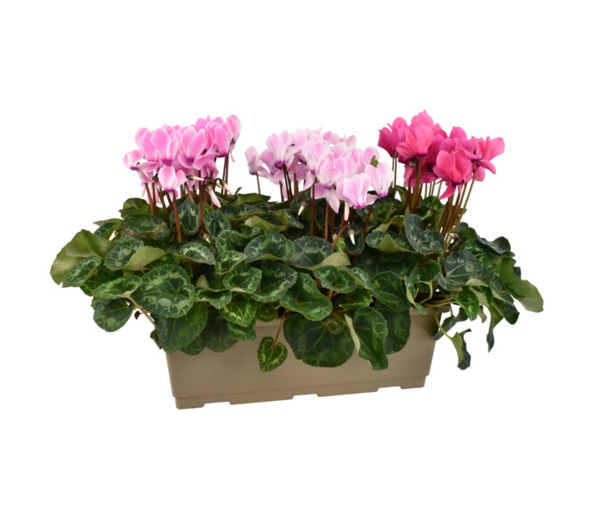 CYCLAMEN JARD