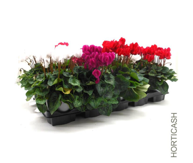 CYCLAMEN MINI