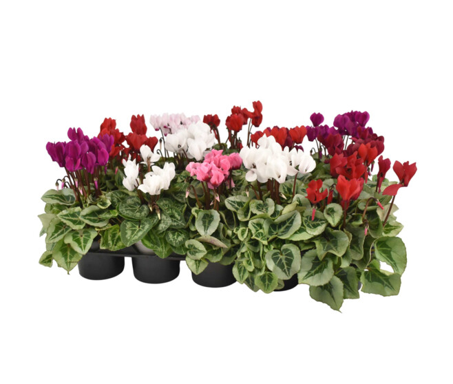 CYCLAMEN MINI