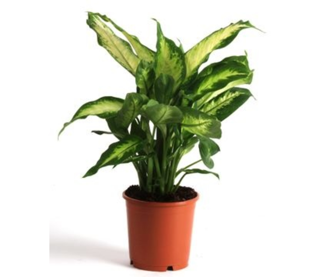 DIEFFENBACHIA CAMILLA