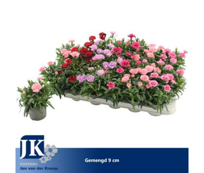 OEILLET VARIES