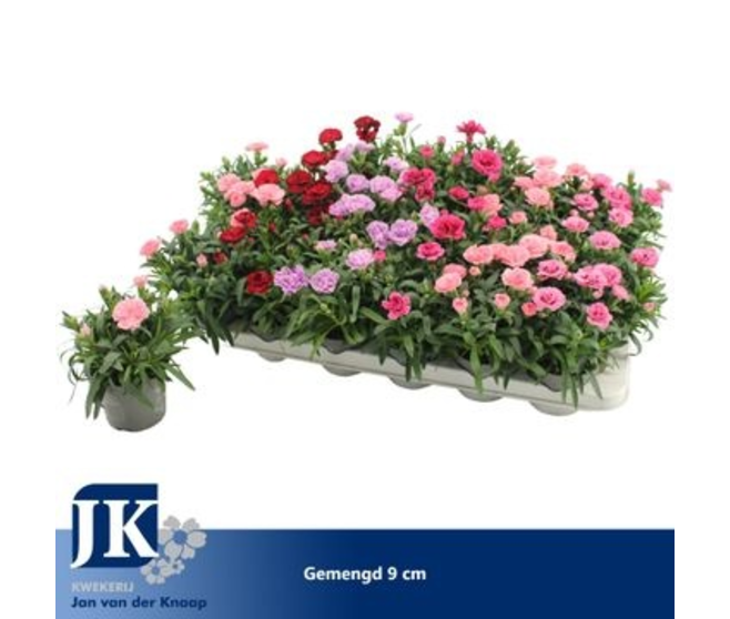 OEILLET VARIES