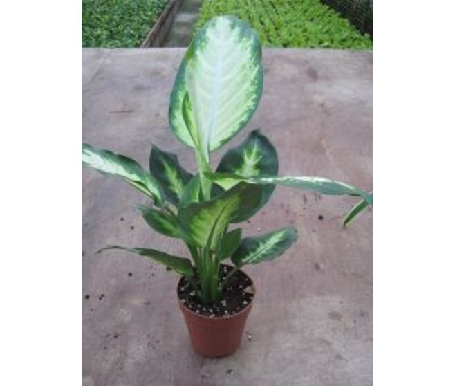 DIEFFENBACHIA CAMILLA