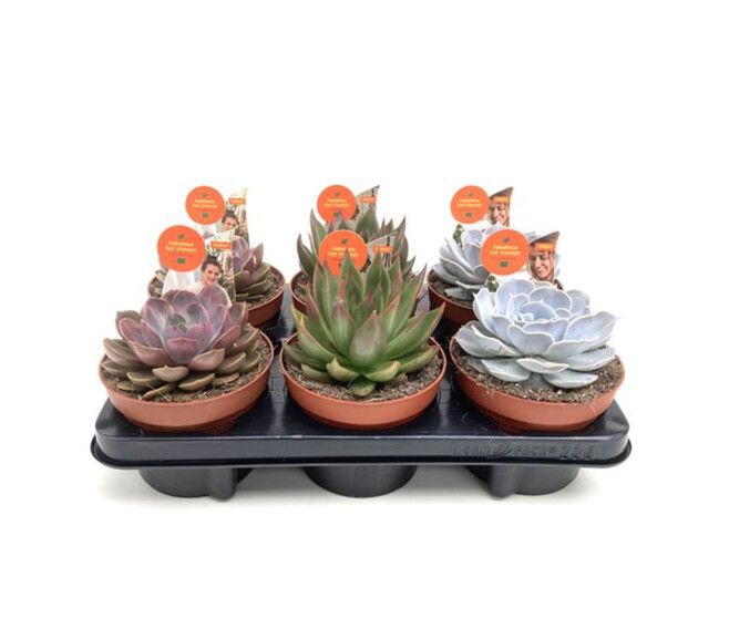 ECHEVERIA