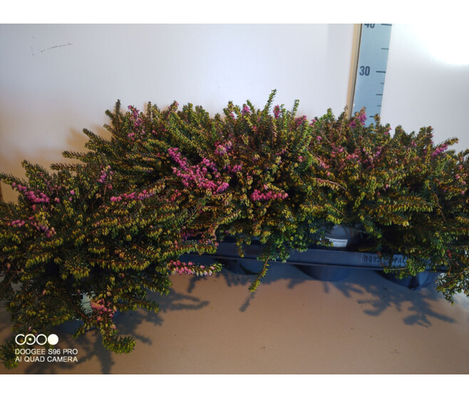 ERICA DARLEYENSIS