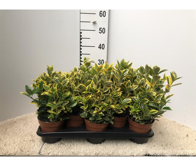 EUONYMUS AUREUS