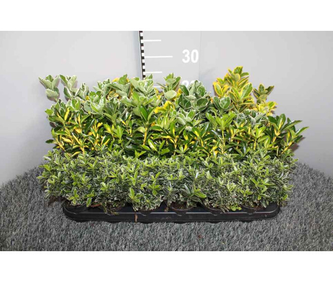EUONYMUS VARIES