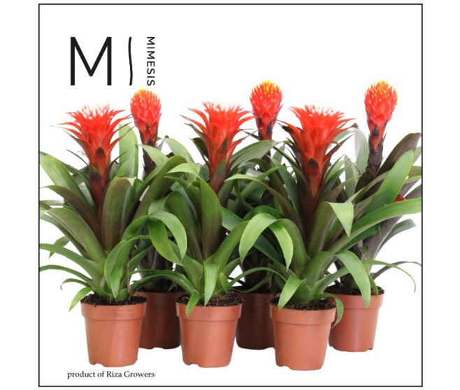 GUZMANIA VARIES