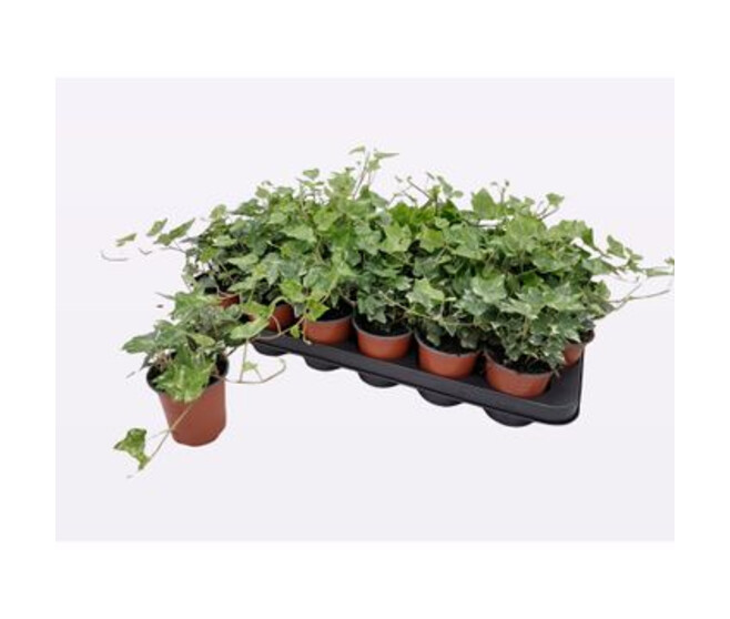 HEDERA PANACHE