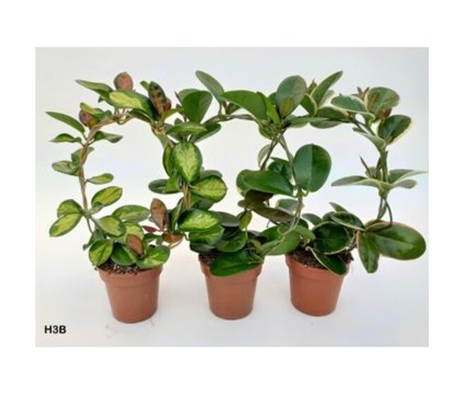 HOYA ARCEAU