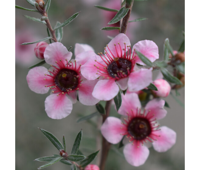 LEPTOSPERMUM
