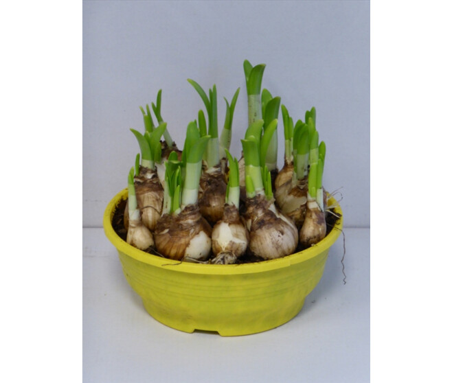 NARCISSE T.A.T. COUPE