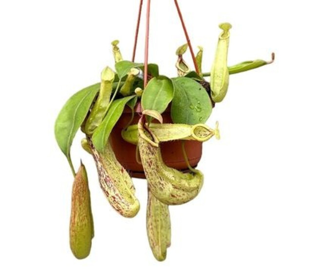 NEPENTHES SUSP