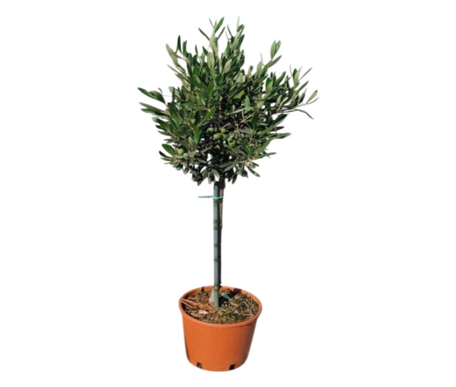 OLEA EUROPEA TIGE