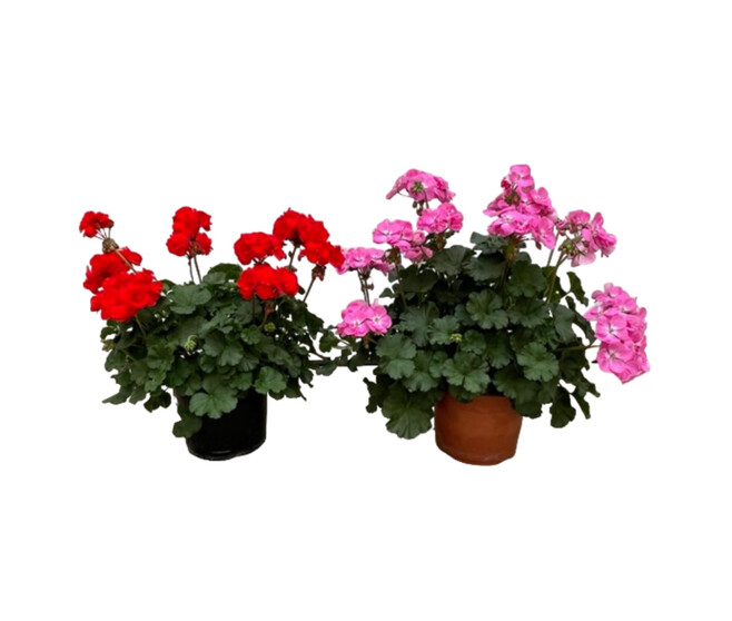 GERANIUM ZONAL