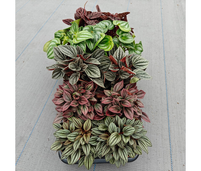 PEPEROMIA VARIES