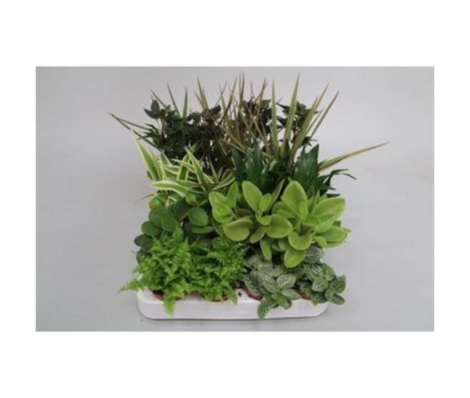 PLANTES VERTES VARIEES