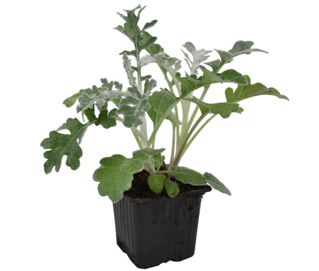 CINERAIRE MARITIME BQ10