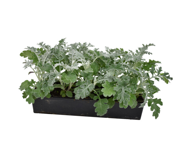 CINERAIRE MARITIME BQ10