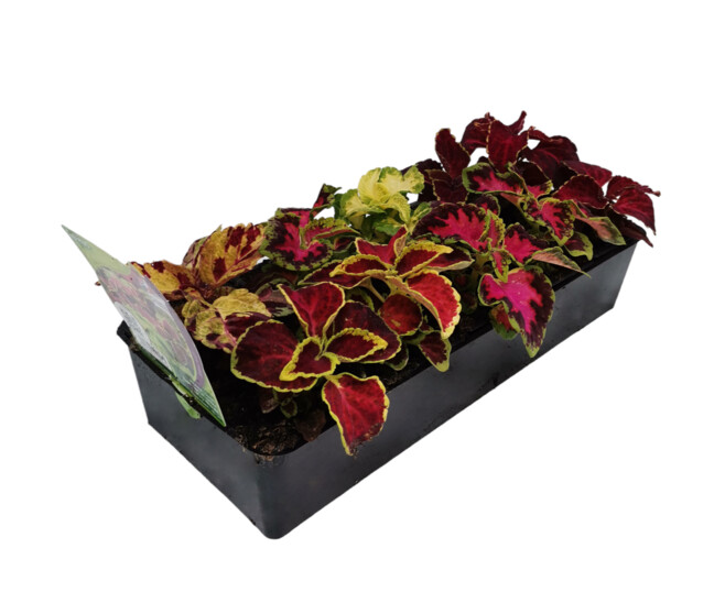 COLEUS BQ10