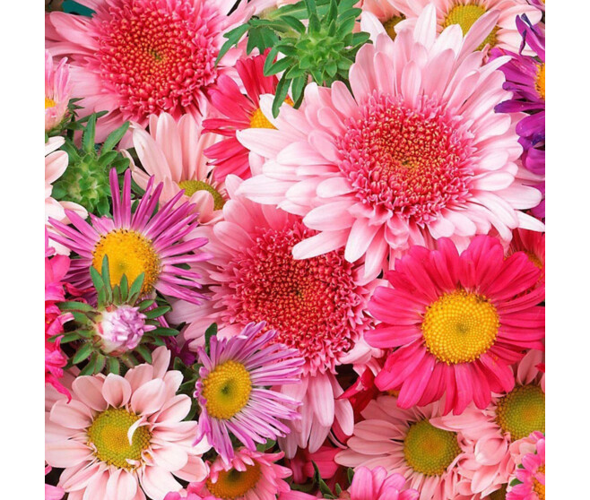 REINE MARGUERITE BQ10