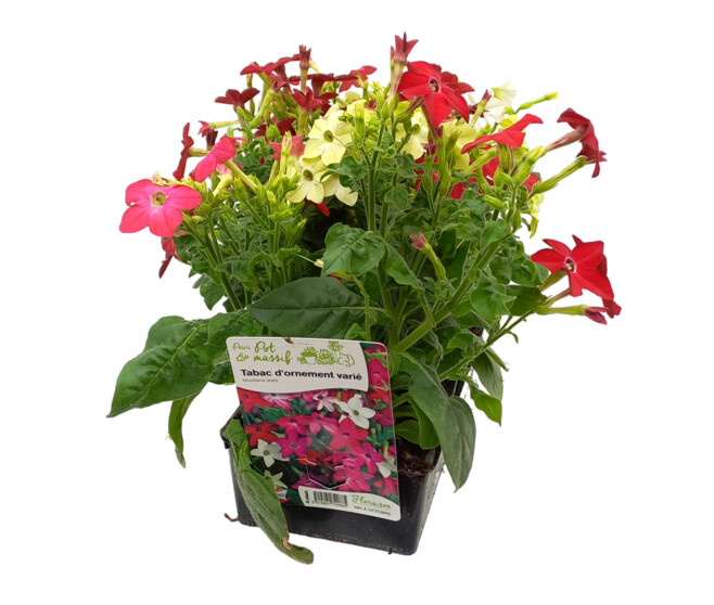 NICOTIANA TABAC BQ10