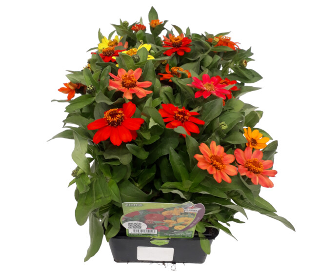 ZINNIA BQ10