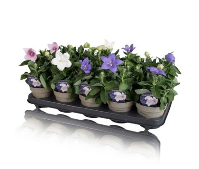 PLATYCODON GRANDIFLORUM