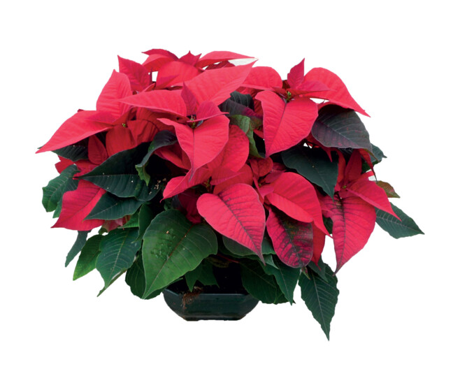 POINSETTIA COUPE