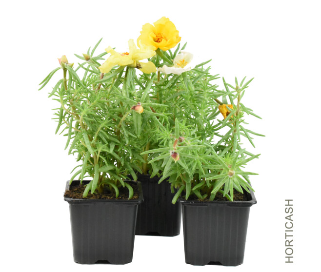 PORTULACA POURPIER BQ10