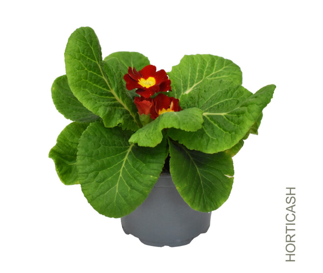 PRIMEVERE ACAULIS