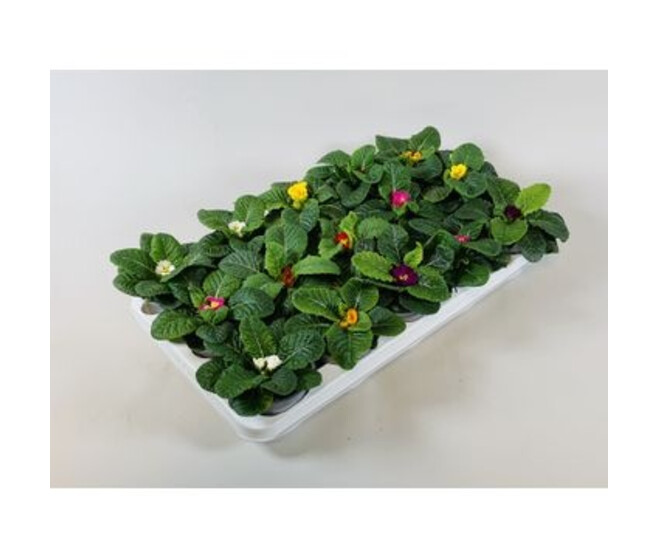PRIMEVERE ACAULIS