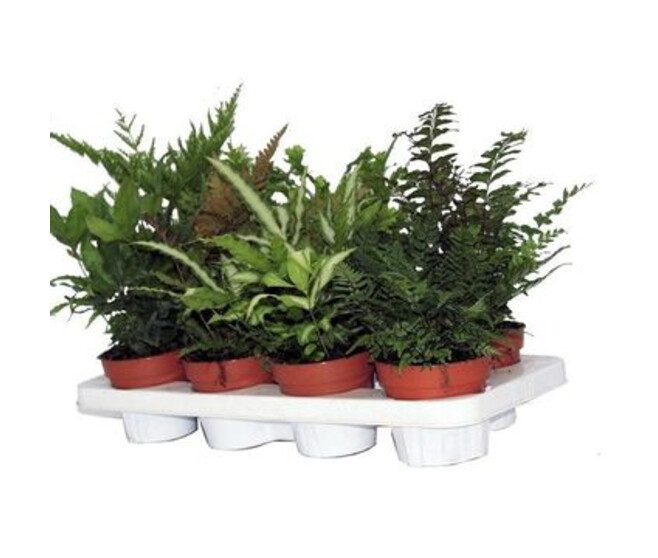 PTERIS VARIES
