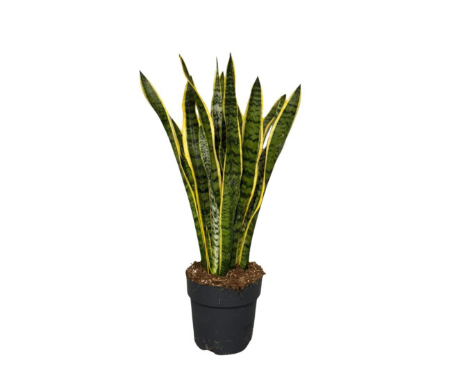 SANSEVIERIA LAURENTII