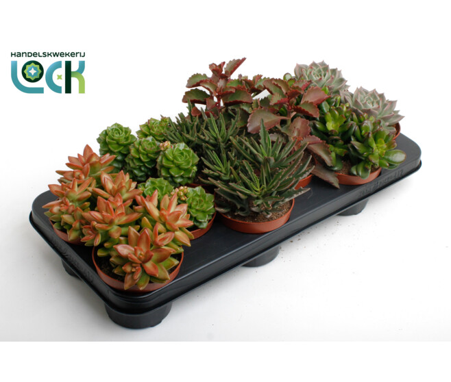 SUCCULENTE VARIEE