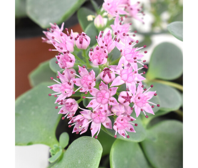 SEDUM SIEBOLDII