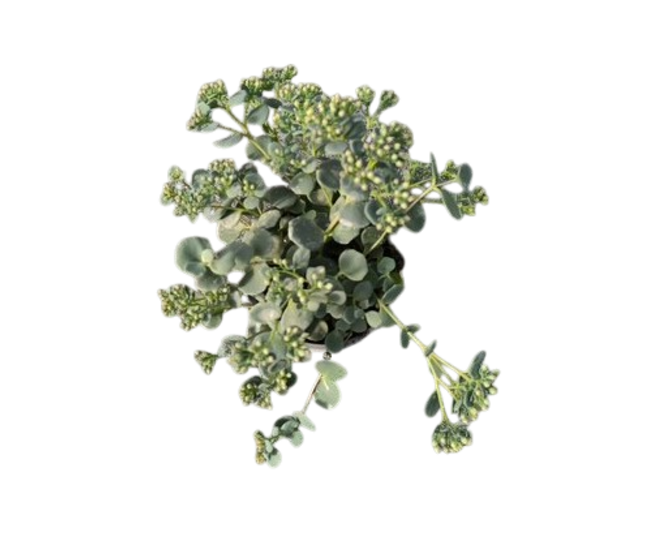 SEDUM SIEBOLDII
