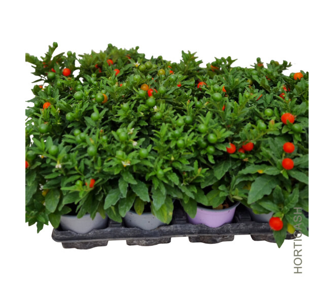 SOLANUM THORINO