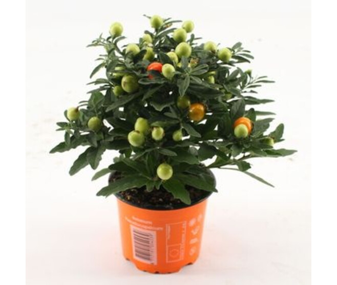 SOLANUM THORINO