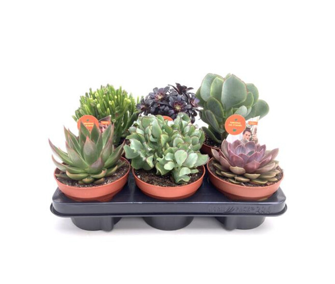 SUCCULENTE VARIEE