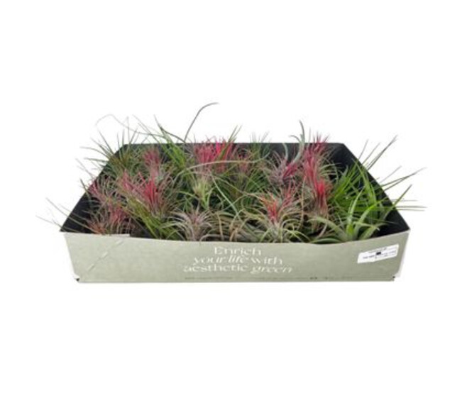 TILLANDSIA VRAC